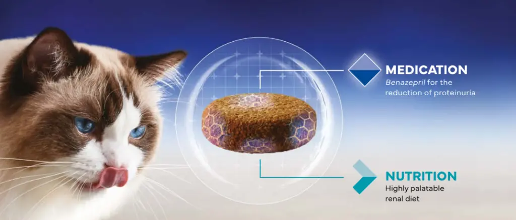 vikaly cat.webp