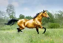 Goud paard 1.webp