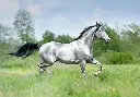 zilver gepolijst paard.webp