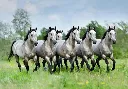Zilveren paard 6 stuks.webp