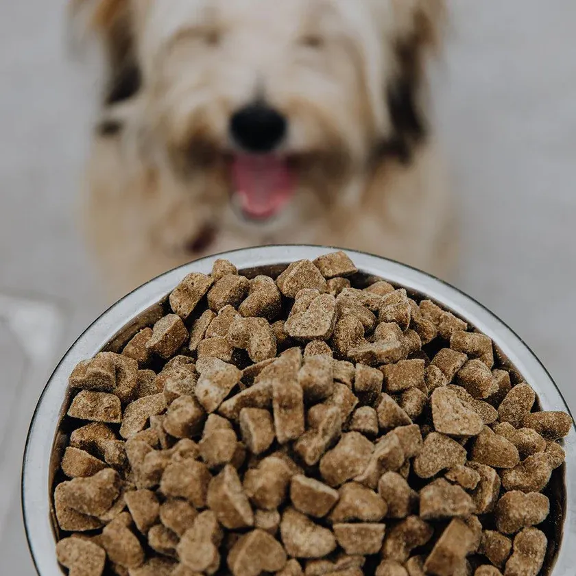 BraveBites_Beste_hondenvoer_volgens_dierenarts_voederbak.webp